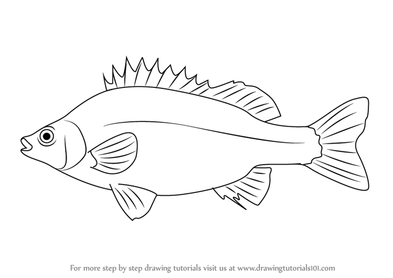 800x566 Learn How To Draw A Silver Perch (Fishes) Step By Step Drawing