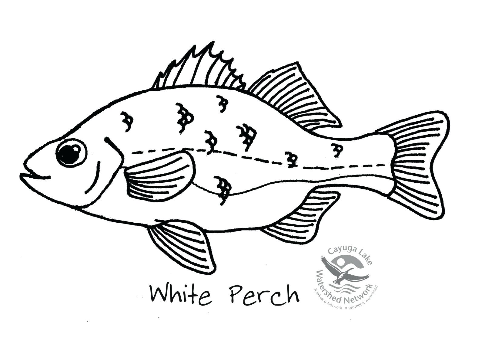 1600x1114 Outstanding Images Of Fish To Color Pictures Coloring Page Perch