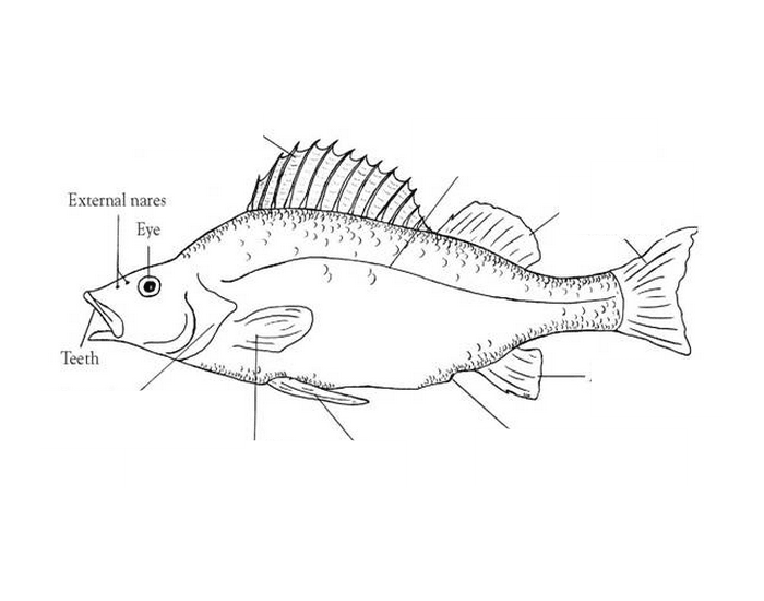 700x550 Perch Anatomy (External)