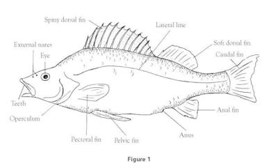 400x241 Perch Anatomy