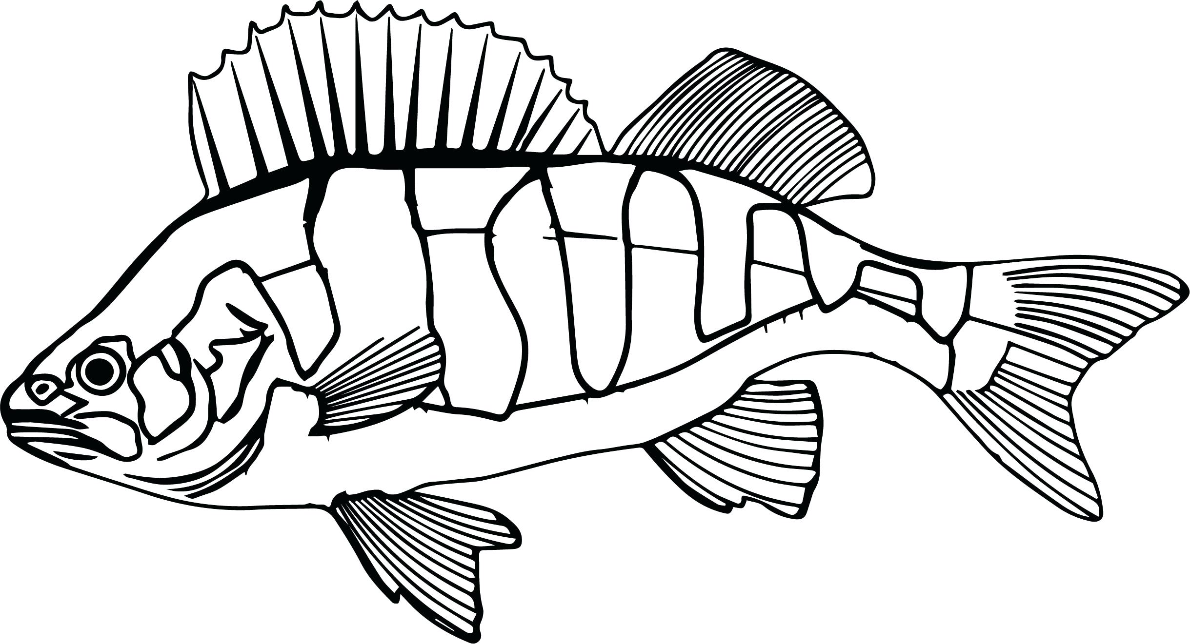 2439x1321 Remarkable Perch Coloring Pages Willpower Sunf