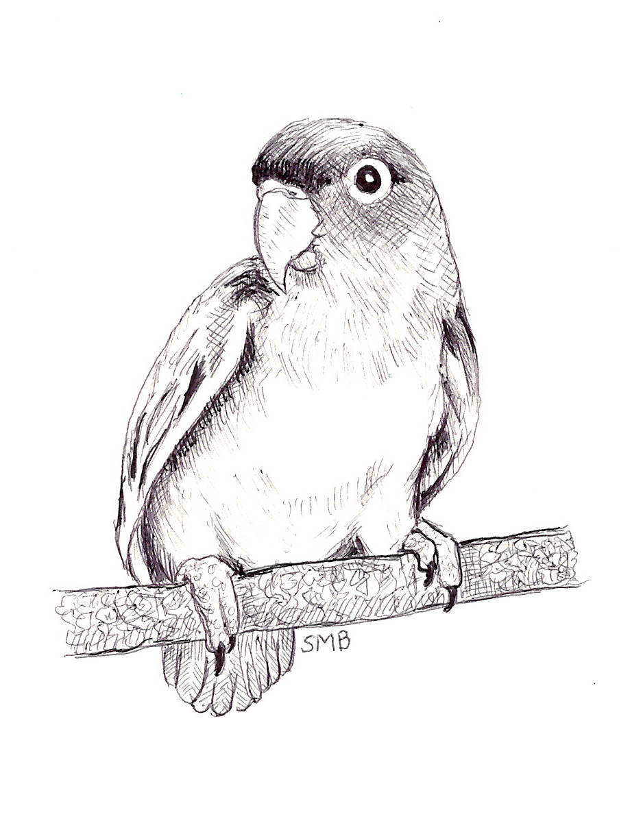 919x1214 Sally Blanchard Original Pen And Ink Drawing Of A Peach Faced