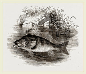 300x260 Perch Drawing By Litz Collection