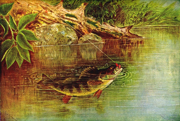 600x406 Yellow Perch Drawing Free Vintage Art