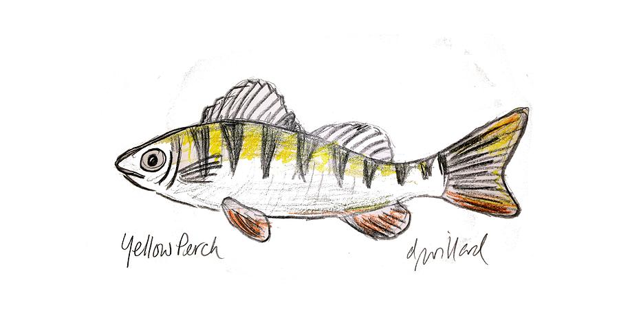 900x488 Yellow Perch Drawing By Deborah Willard