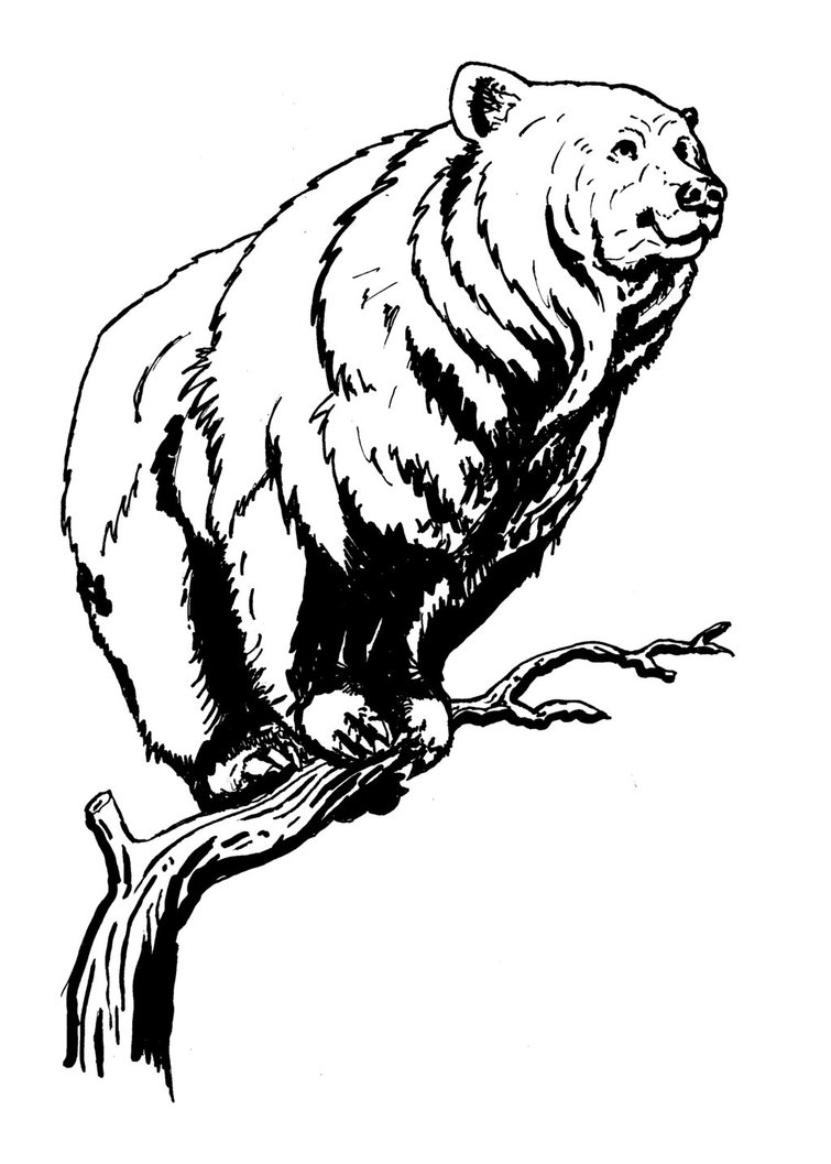 755x1057 Happy Bear Perch By Abayshindel