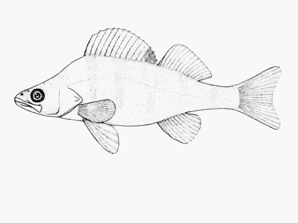 600x450 Issg Database Perch (Line Drawing Bob Mcdowall)