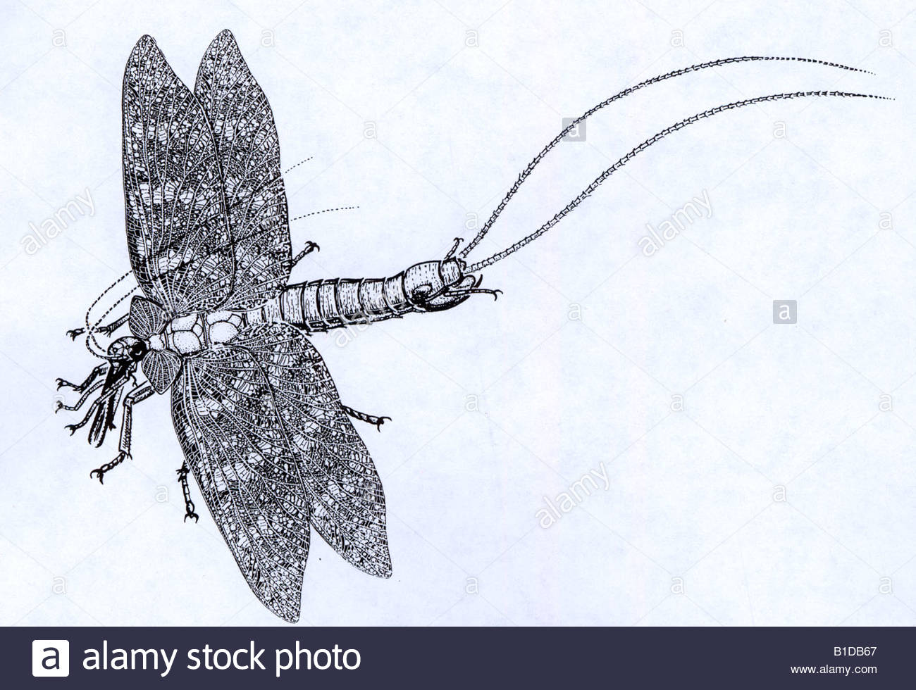 1300x980 Drawing Carboniferous Period Dragonfly Fossil Courtesy J Kukalova