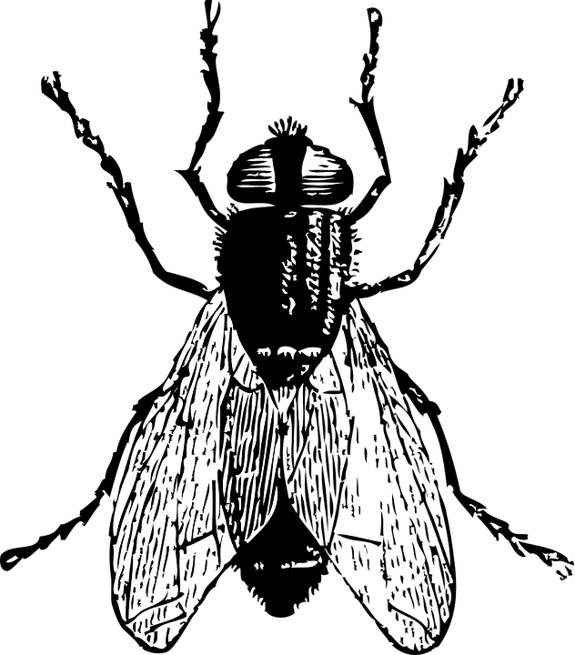 632x720 Free Image On Pixabay