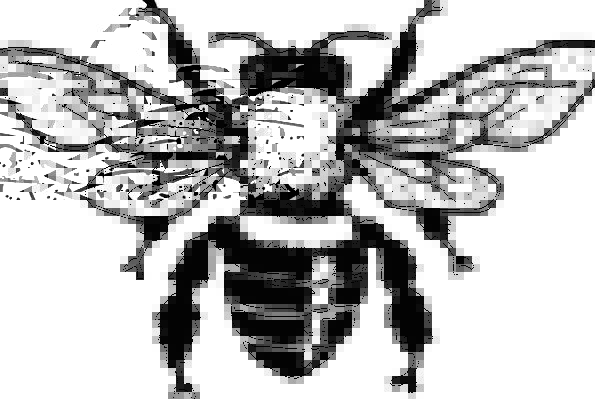 595x399 Honey Bee, Drawing, Sketch, Insect, Black And White, Apis, Bug