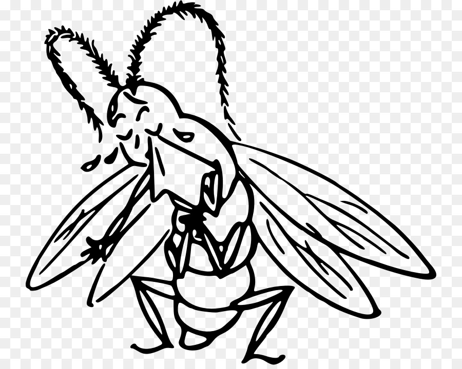 900x720 Insect Drawing Clip Art