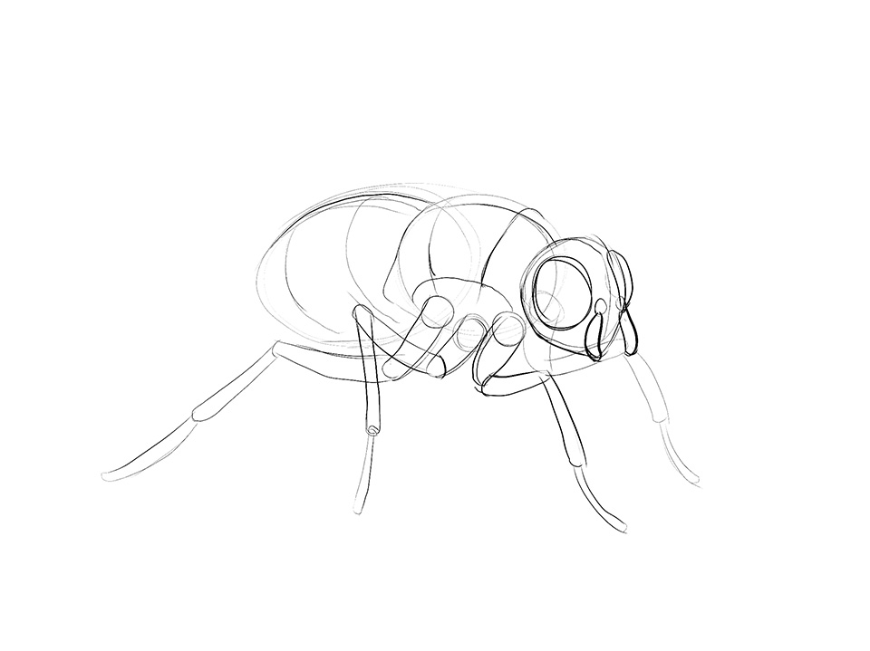 960x719 Lesson 4 Drawing Insects And Arachnids