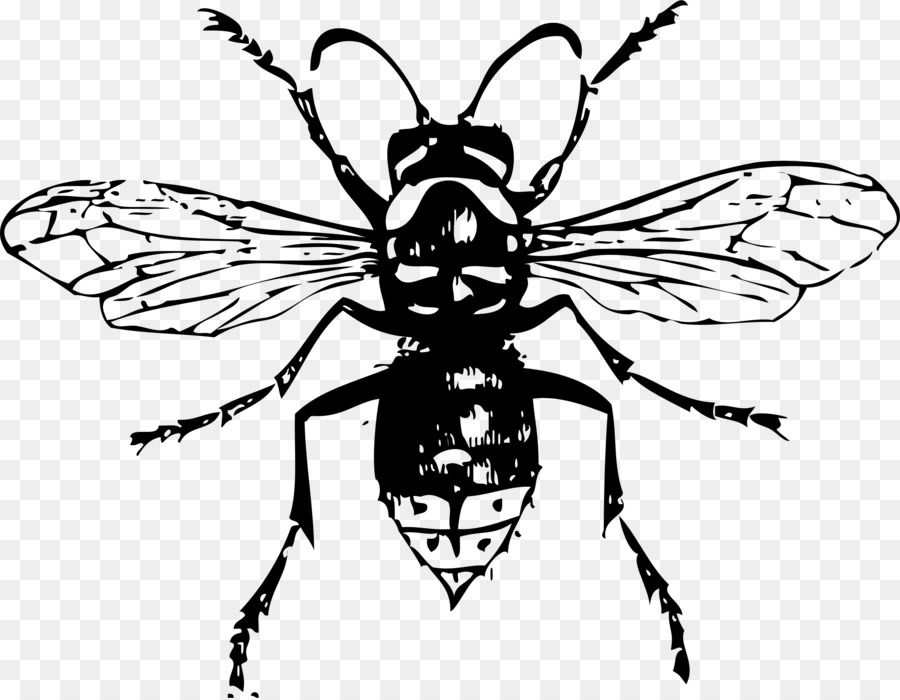900x700 Bald Faced Hornet Insect Drawing Clip Art