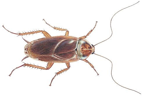 495x329 Cockroach Drawing American Cockroaches
