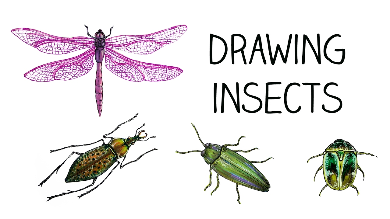 1280x720 Drawing Insects