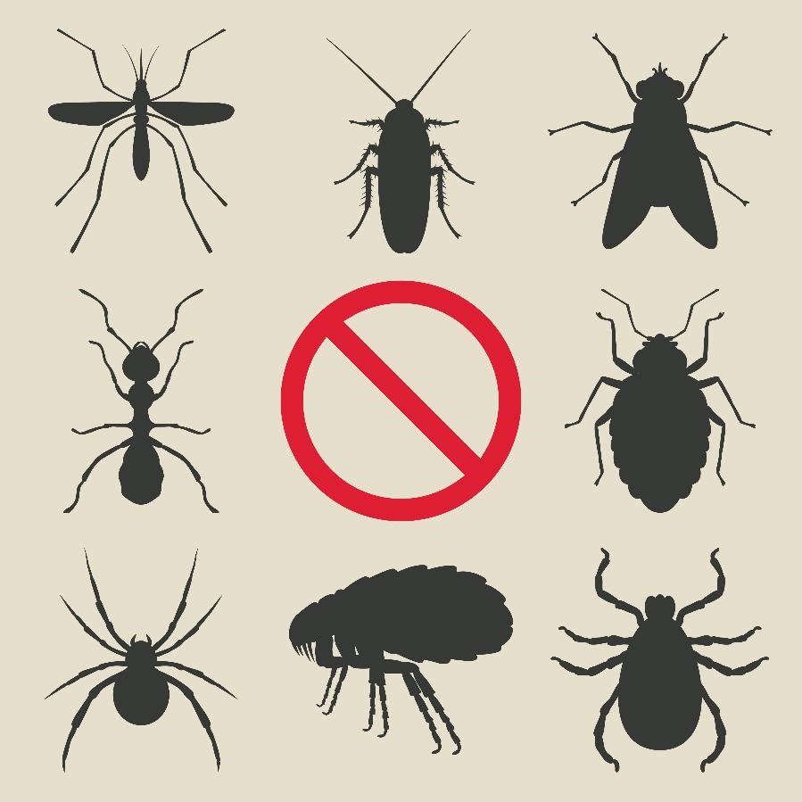899x899 Drawing Of Insects With No Symbol