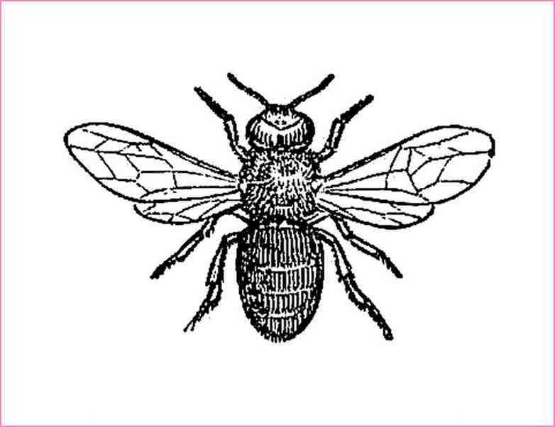 782x602 Black And White Insect Drawings