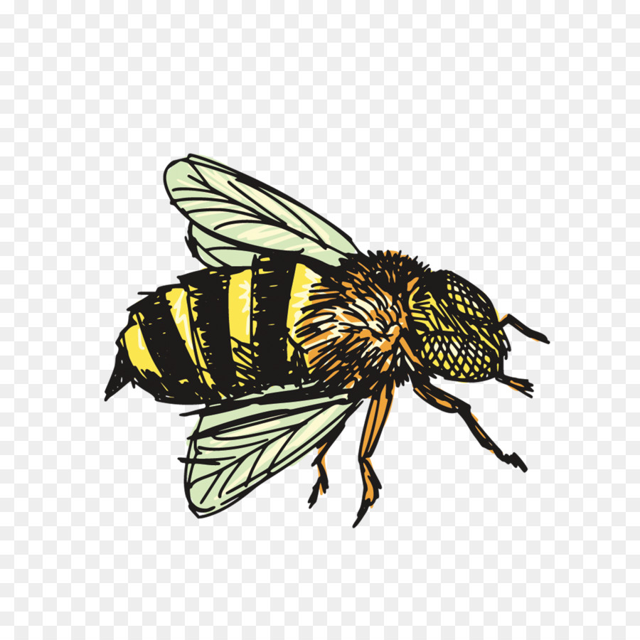 900x900 Insect Bee Drawing Clip Art