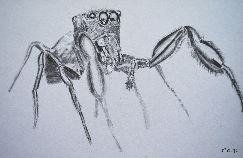 1024x665 Insect Drawing 5 By Sathewins