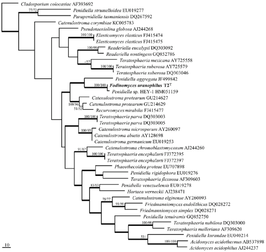 850x805 Teratosphaeriaceae Its Phylogenetic Tree. One Of The 2400 Equally