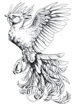 236x339 Phoenix Bird Rising From The Ashes Drawing Paon The Fly