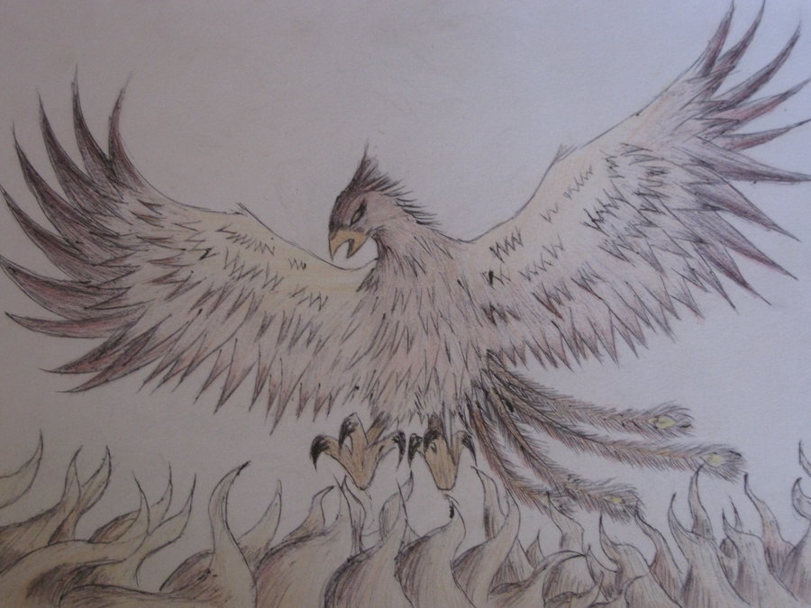 900x675 Phoenix Rising From The Ashes By Keithmaude
