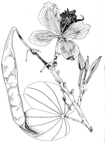 365x500 Bauhinia Variegata Image (Pier)