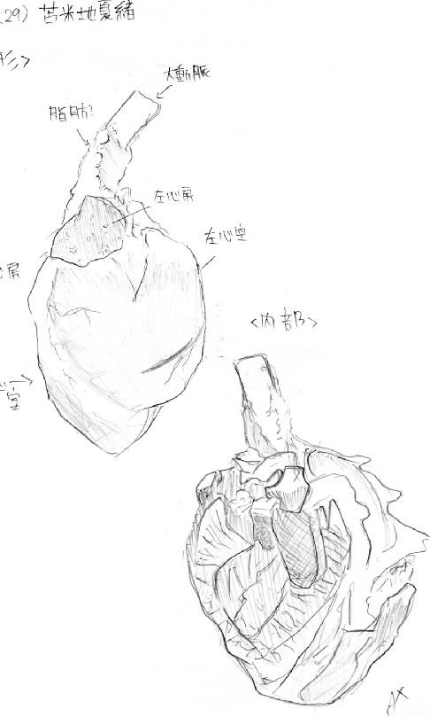 486x809 Sketch Of A Pig's Heart. By Ka Kanzaki Tt 223 Un