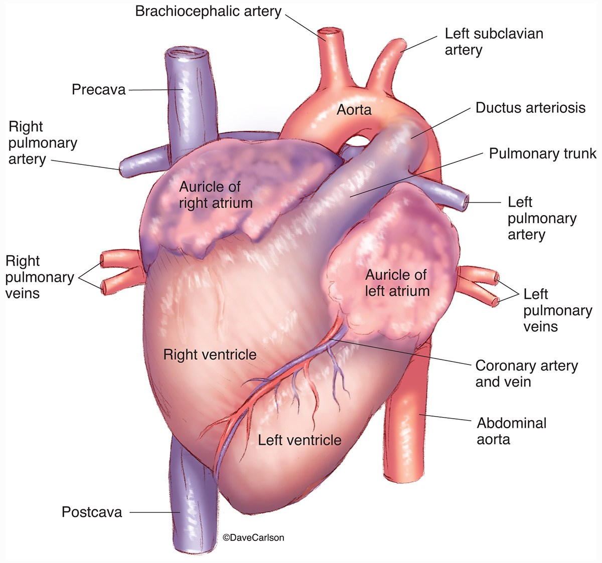 Pig Heart Anatomy Anatomy Drawing Diagram