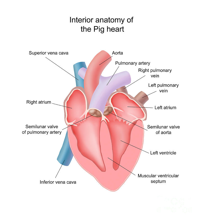825x900 Pig Heart Interior Anatomy Photograph By Carlyn Iverson