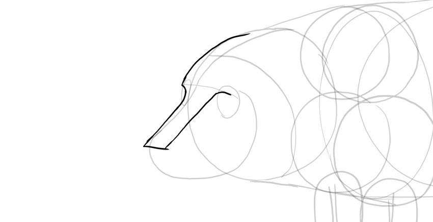 850x435 How To Draw A Pig