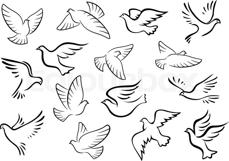 800x564 Pigeon And Dove Birds Silhouettes In Sketch Style For Peace