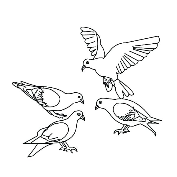 600x600 Bird Outline Coloring Page Tree And Birds Outline Coloring Page