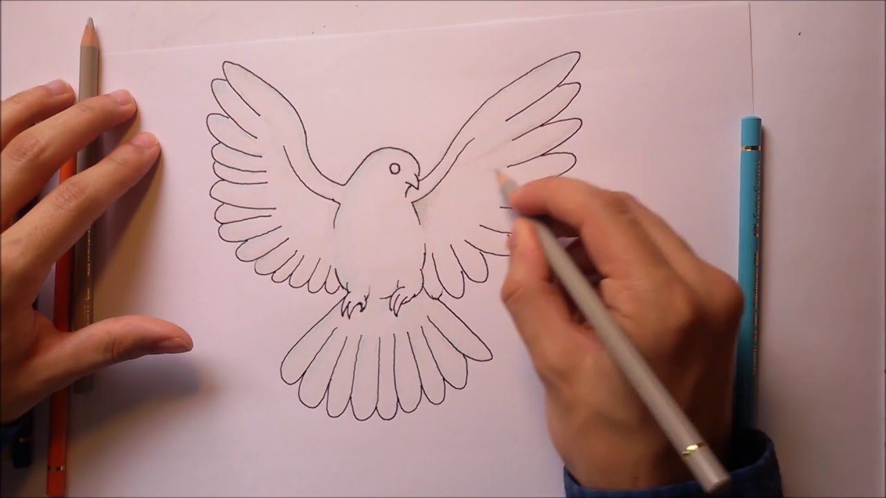 1280x720 How To Draw A Dove White Pigeon