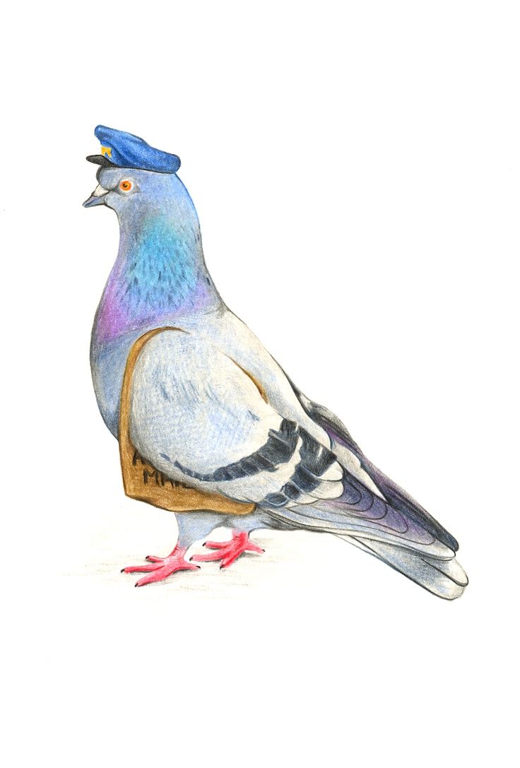 736x1087 Pigeon Drawing