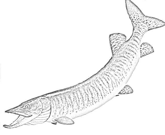 630x513 Northern Pike Line Drawing