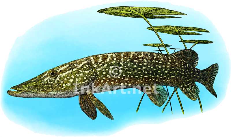 800x476 Northern Pike Stock Art Illustration