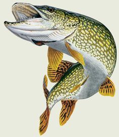 236x271 Pike Fish Stock Images
