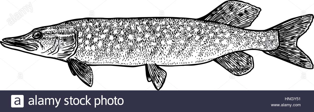 1300x466 Pike Fish Illustration, Drawing, Engraving, Line Art, Realistic