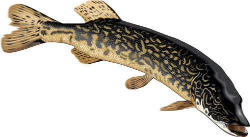 500x275 Northern Pike The Amazing World Of Don Dueck