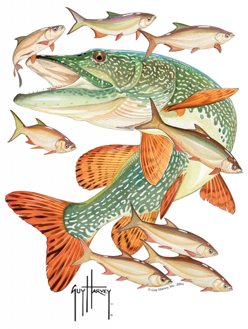 967x1280 Northern Pike Drawing
