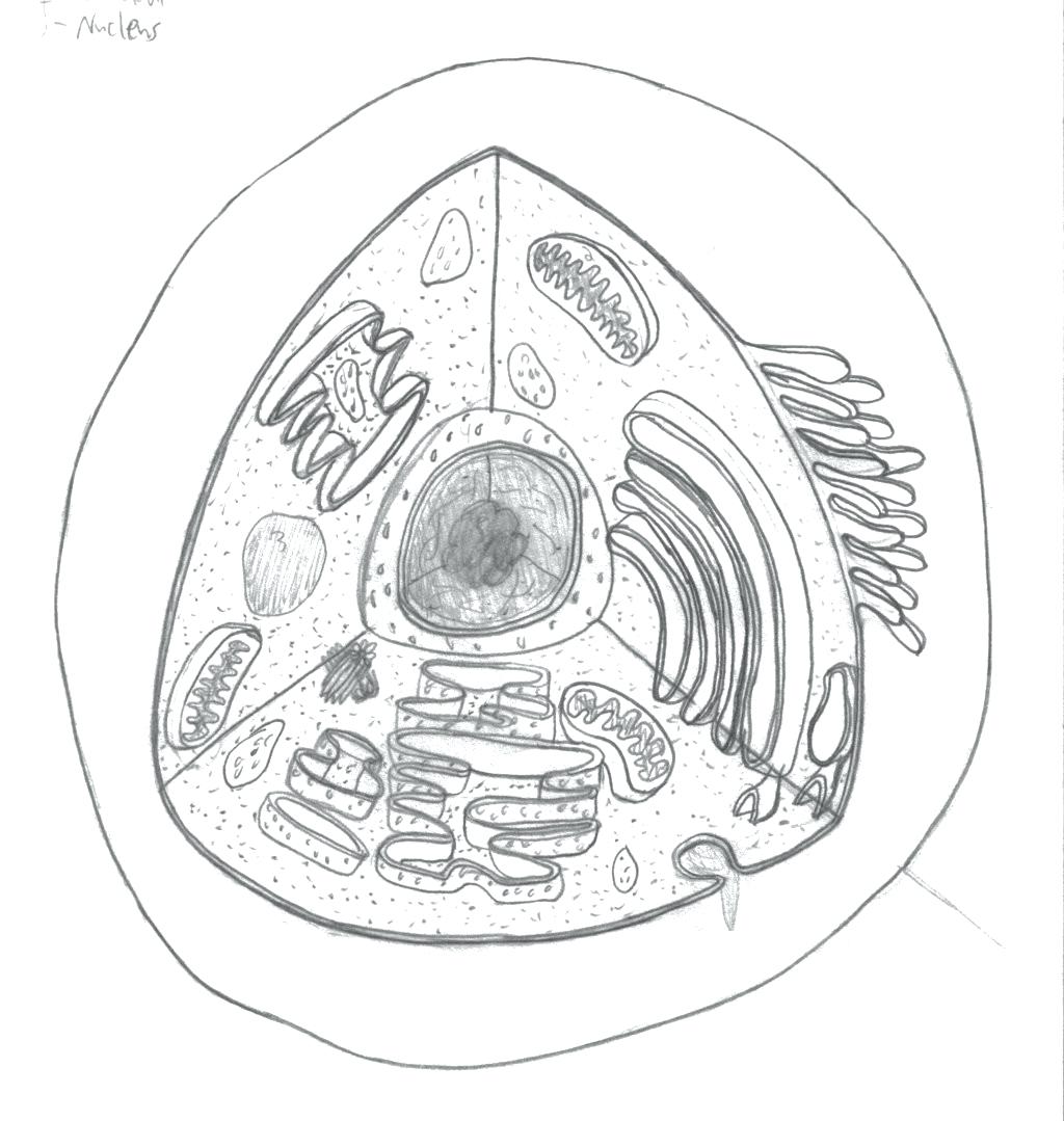 Plant Cell Drawing With Labels at GetDrawings | Free download