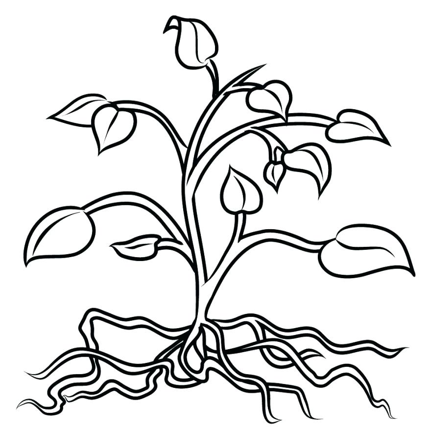 878x878 Plant Cell Color Parts Of A Flower Coloring Page To Color Large