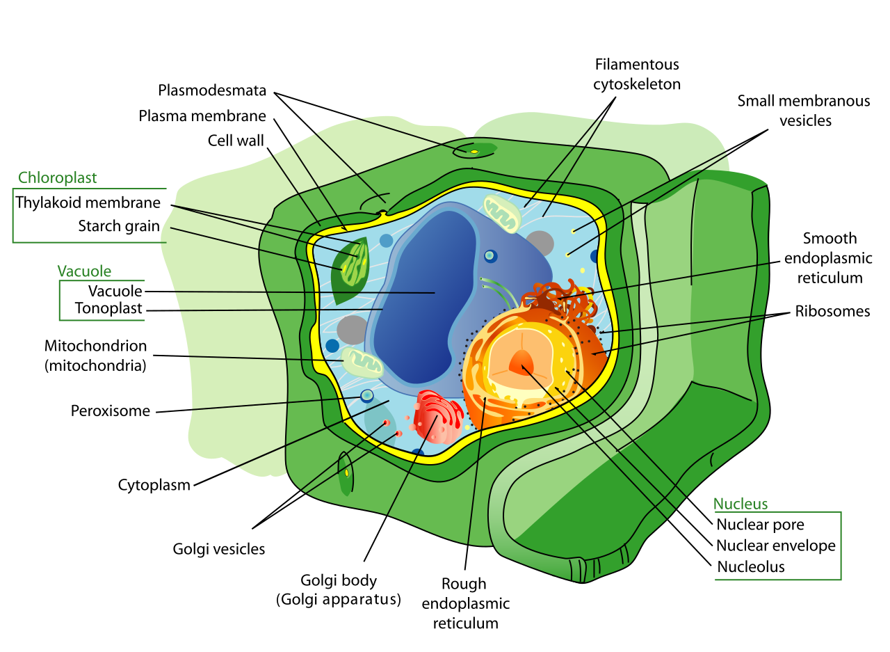 1280x937 Plant Cell