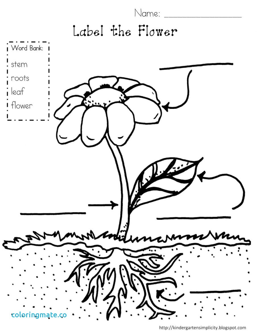 Plant Cell Drawing With Labels at GetDrawings | Free download