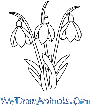 300x350 How To Draw A Snowdrop Flower