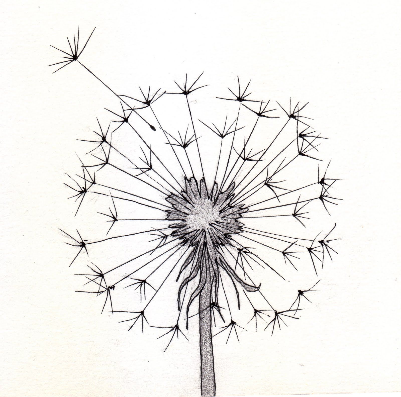 1600x1584 Dandelion Sketch 1