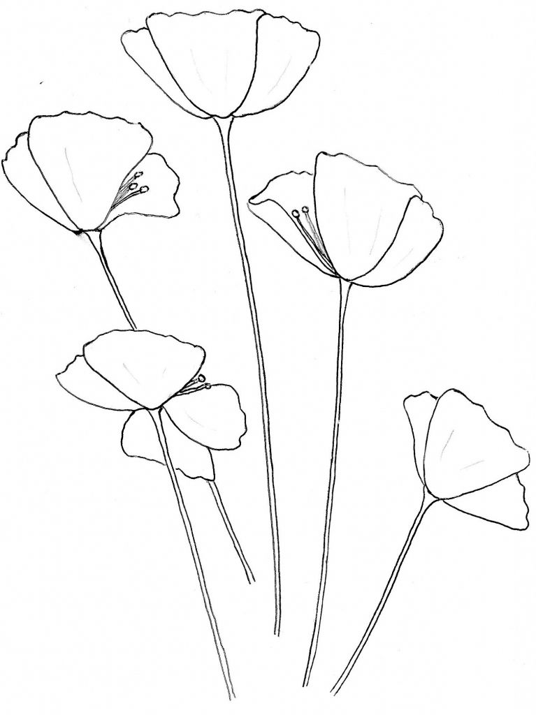 767x1024 Simple Poppy Drawing Simple Poppy Drawing Related Keywords Amp