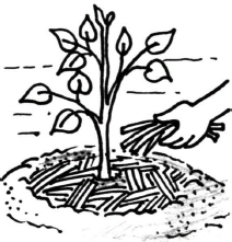 212x221 Drawn Pot Plant Easy