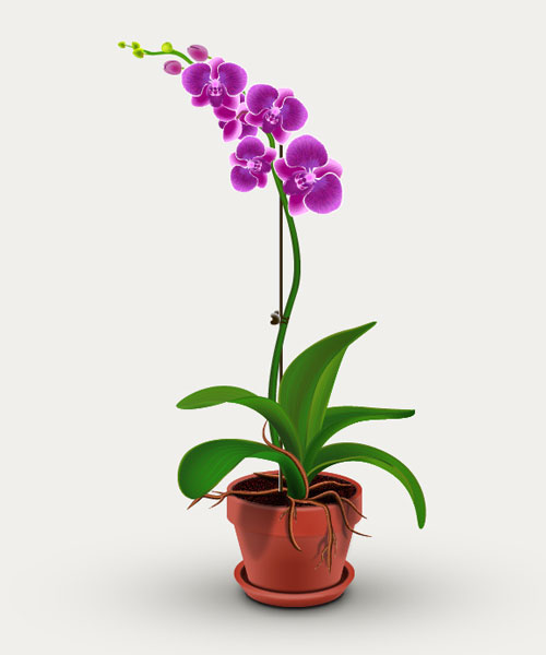 500x600 Illustrator Tutorial Orchid Plant